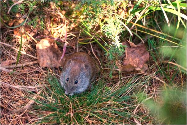 夢見從沙堆里救人什麼寓意_周公解夢官網