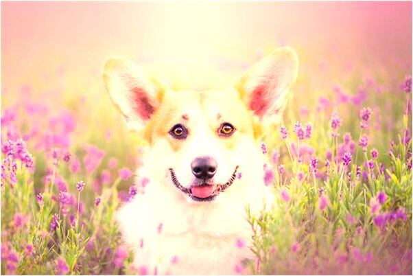 夢到撥香蔥預示了什麼_周公解夢官網