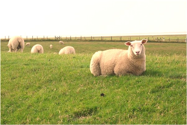 夢見買爛白菜意味著什麼_周公解夢官網
