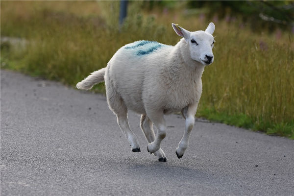 1991年9月屬羊的姻緣如何_十二生肖