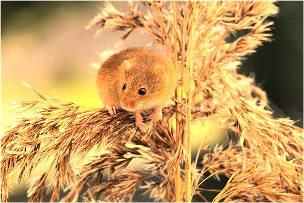 夢見殭屍站門後發就有什麼意思_周公解夢官網