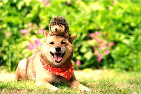 夢到了自己大便拉在被子裡會有什麼預兆_周公解夢官網