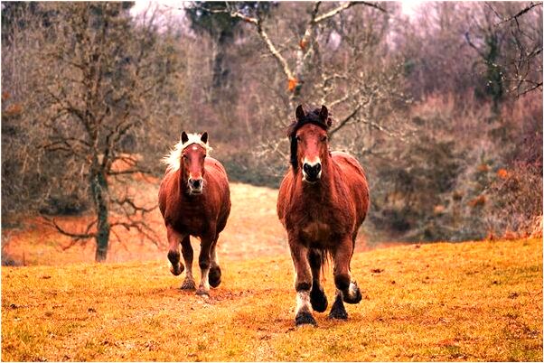 夢見愛人說的倆歲多你才來會怎么樣_周公解夢官網