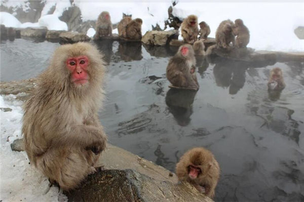 屬猴的人性格怎么樣_十二生肖