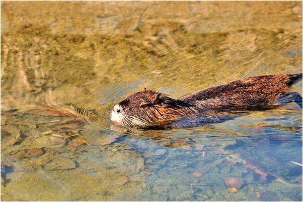 夢見跟狗追我是咋回事_周公解夢官網