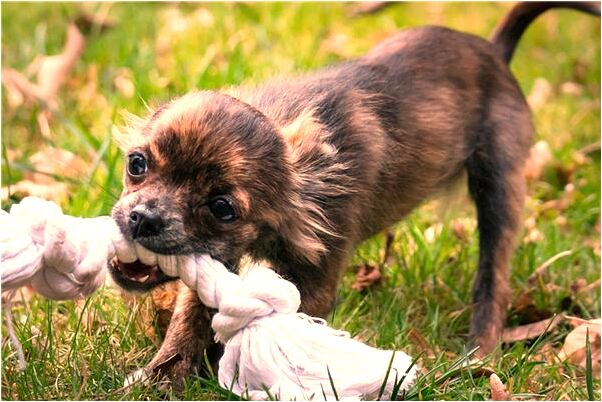 夢到了幫別人釣鯊魚是什麼啟示_周公解夢官網