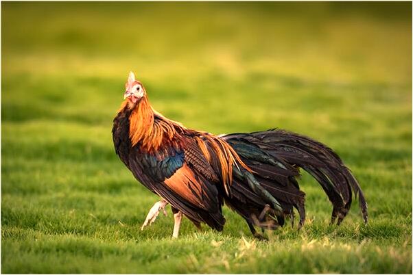 夢到老公打我離婚了是什麼啟示_周公解夢官網