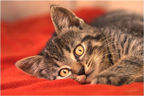 夢到去世的奶奶給我八百錢意味著什麼_周公解夢官網