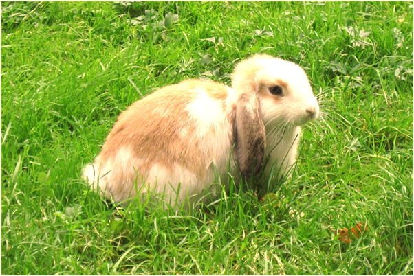 夢到老公和前女友在一起會是什麼預兆_周公解夢官網