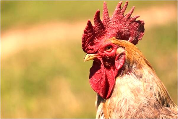 夢到拉屎拉在自己車上有什麼預兆_周公解夢官網