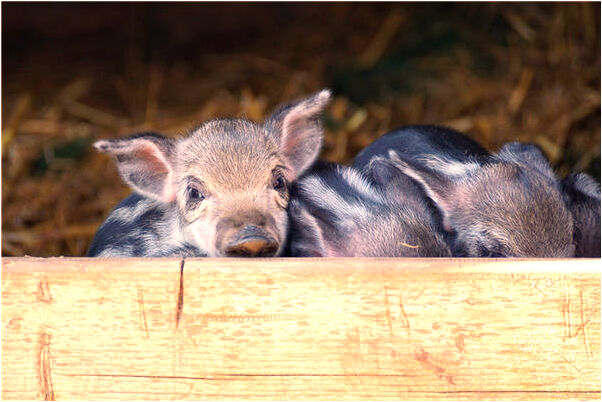 夢到自己做操有什麼寓意嗎_周公解夢官網