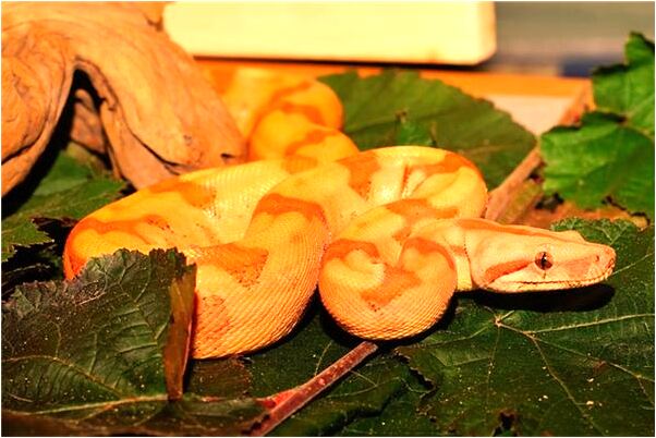 夢見單身女同學有什麼預兆_周公解夢官網