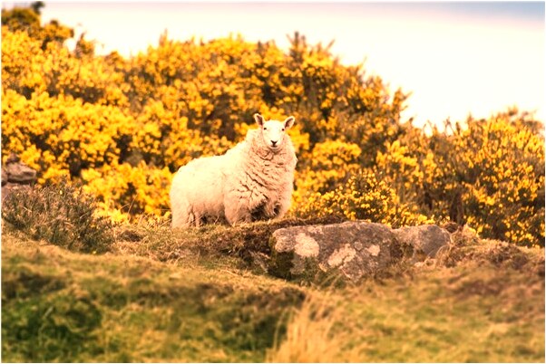 夢到了挖沙蟲是怎么回事_周公解夢官網
