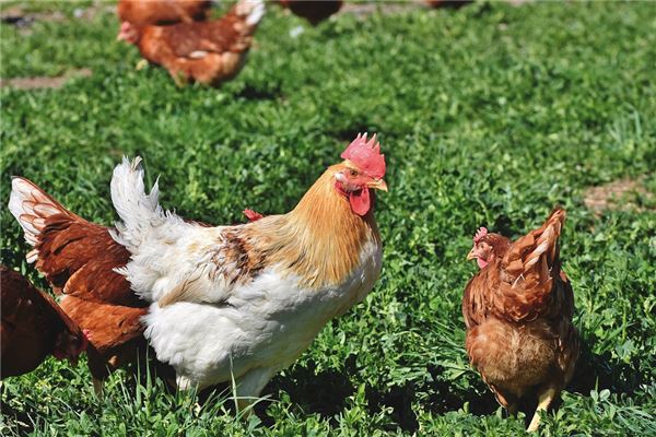 屬雞的人2021年運程_十二生肖