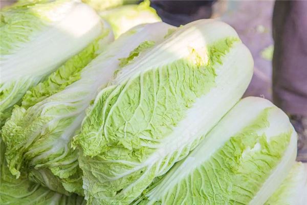 Pregnant women dream of cabbage _ what is meant by the duke of zhou interprets pregnant women dream of Chinese cabbage _ pregnant women dream of cabbage is good _ duke of zhou interprets website