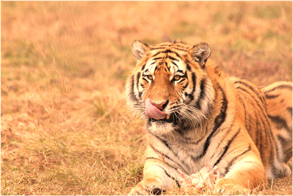 夢到想做愛意味著什麼_周公解夢官網