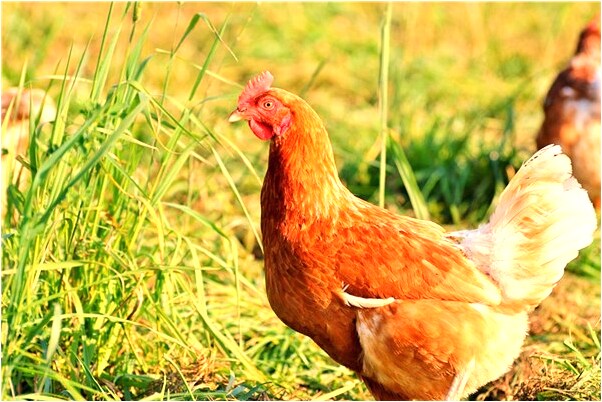 夢見自己被熟人救了意味什麼_周公解夢官網