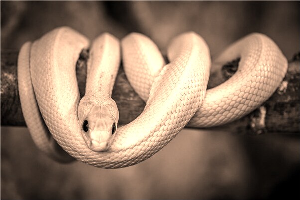 夢到了戴兒子趁客車什麼預兆_周公解夢官網