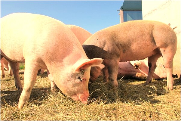 夢到了和高中老是同桌是什麼徵兆_周公解夢官網