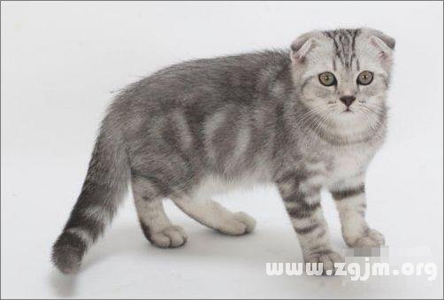 Cancer is the most suitable for pet cat: Scottish fold _ the zodiac