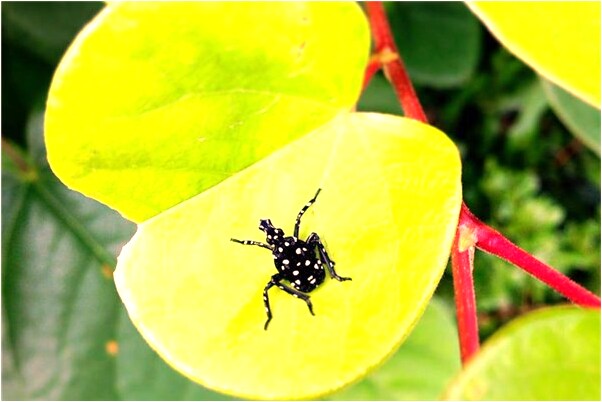 夢見偷黑雞是咋回事_周公解夢官網