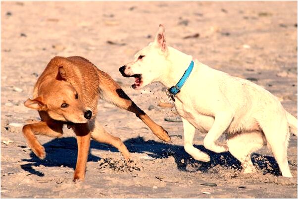 夢見夢火燒鞋什麼寓意_周公解夢官網
