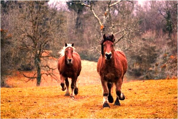 夢見和老公一起做飯代表著什麼？_周公解夢官網