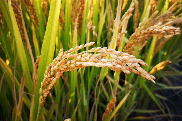 夢見收割成熟的穀子_周公解夢