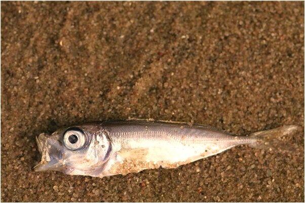 夢到了自己在牢里是什麼徵兆_周公解夢官網