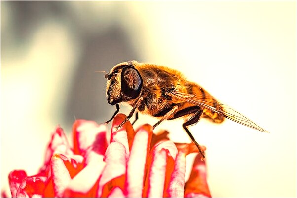 夢到了捉住野雞是什麼意思?_周公解夢官網