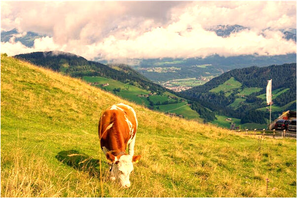 夢見和母親一起走意味什麼_周公解夢官網