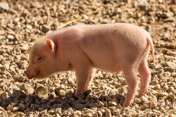 夢見吃豬屎是好的徵兆嗎_周公解夢