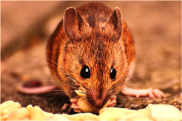 夢見穿褲襪被同學發現是凶兆還是吉兆_周公解夢官網