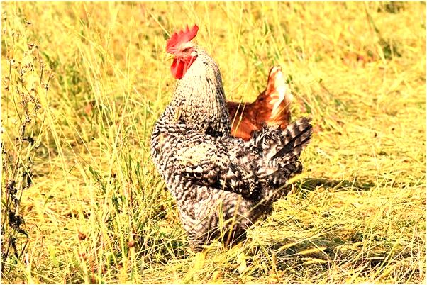 夢到了三個女人在草林中急走會是什麼預兆_周公解夢官網