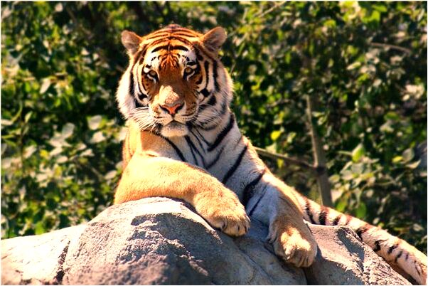 夢見夢從墳上走過預兆了什麼嗎_周公解夢官網