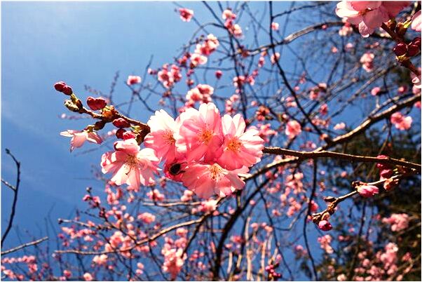 夢見見到過世的媽媽怎么說_周公解夢官網