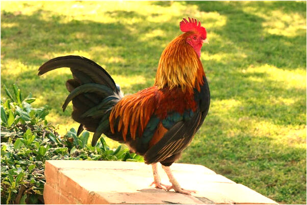 夢到了一隻空木盒意味什麼_周公解夢官網