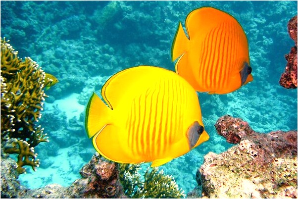 夢見好幾件黃色棉襖預示著什麼_周公解夢官網