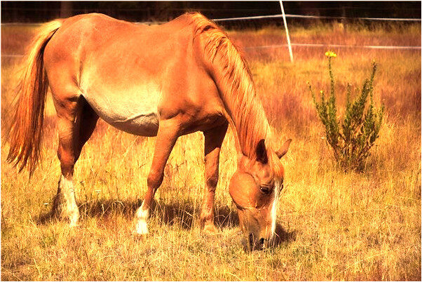 夢到鞋變色意味著什麼_周公解夢官網