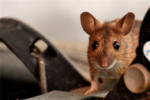 2022年屬鼠的多大_十二生肖