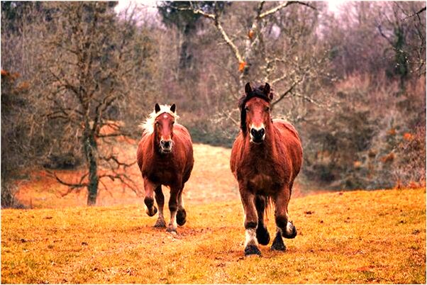 夢到英漢互譯是凶兆還是吉兆_周公解夢官網