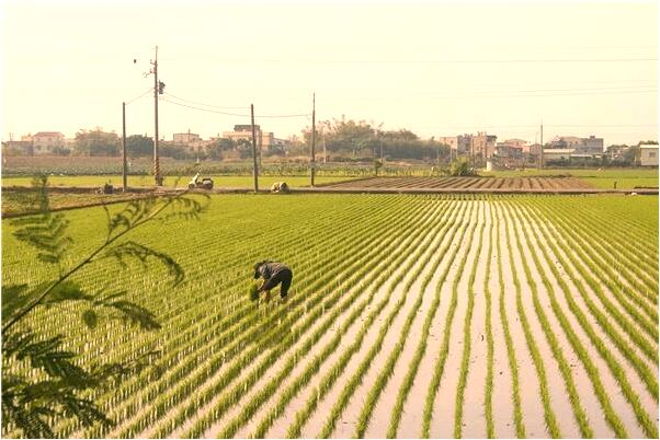 夢到了摘蓮子的預兆_周公解夢官網