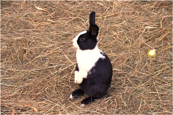 夢見廁所很髒還把我掉下去是什麼預兆_周公解夢官網