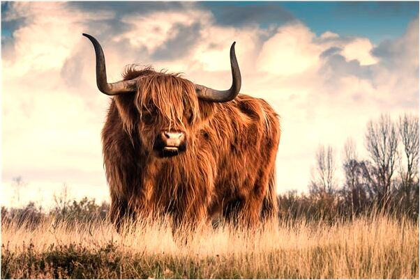 夢到了喝多了要醉要萬醉的意味著什麼_周公解夢官網