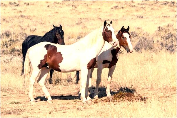 夢見已逝的外婆帶小孩是什麼預兆_周公解夢官網