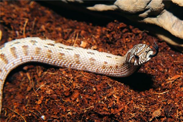 女人夢見蛇纏身是什麼預兆_周公解夢