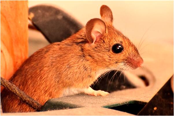 夢到了買橘子和蘋果是啥意思_周公解夢官網