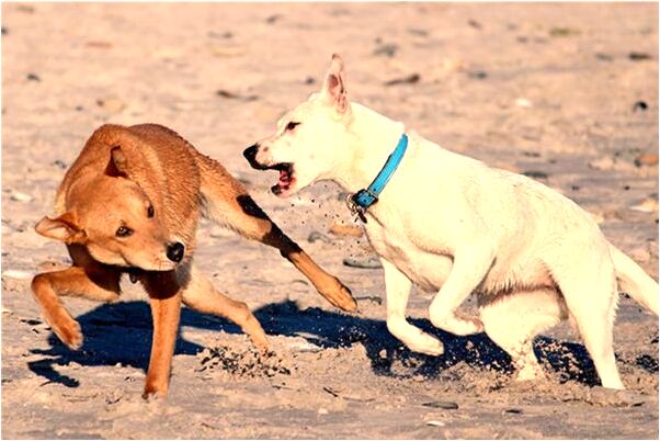 夢見自己懷孕小人暗害是什麼兆頭_周公解夢官網