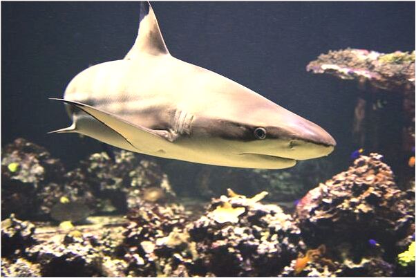 夢到了隔窗相望的預兆_周公解夢官網