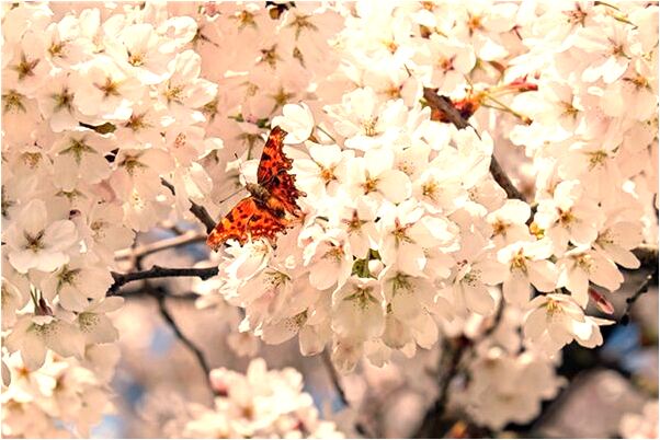 夢到老朋友去深圳是什麼意思_周公解夢官網